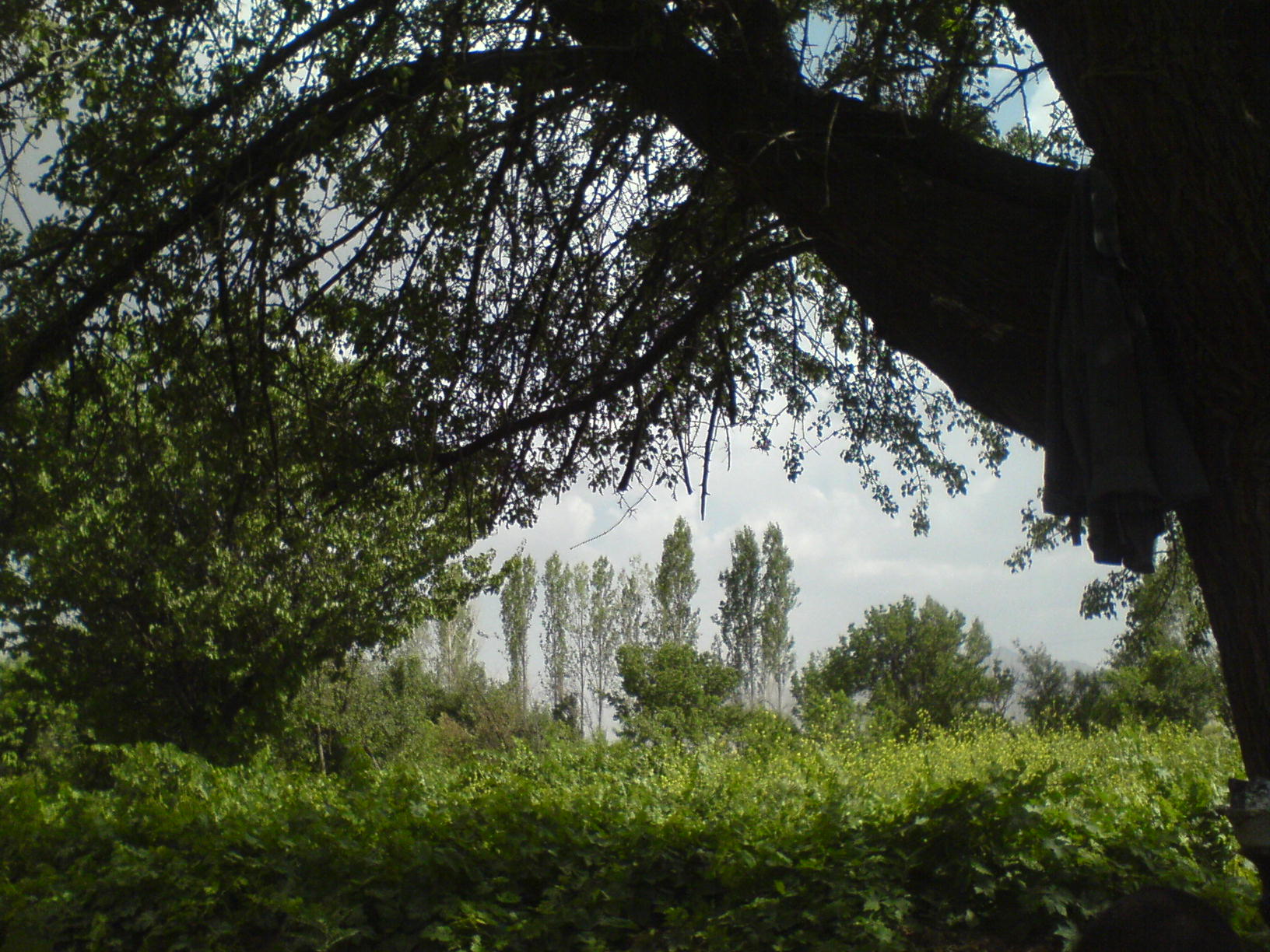 باغ های انگور روستای بان